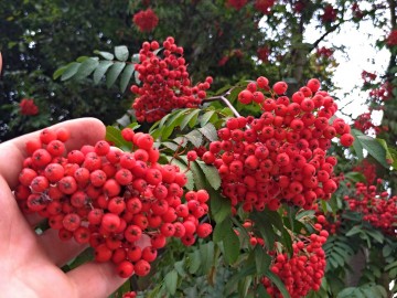 Jarząb pospolity (Sorbus aucuparia L.), <p>fot. Mateusz Starnowski</p>